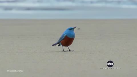 'Very rare' bird spotted in Oregon, first reported sighting in U.S. history