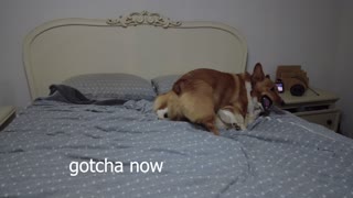 Corgis adorably battle for best spot on the bed