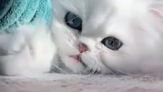 Funny and Cute Cats Videos #152 │ Gadis Sekarwangi