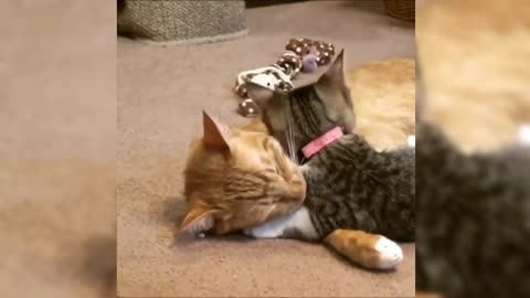 The daily licking of a kitten and the other cute cat