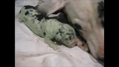 Great Dane gives birth to green puppy