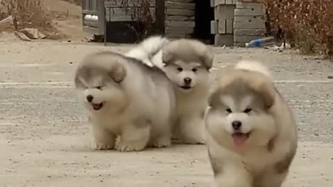 Cute dog video | fuuny dog compilation