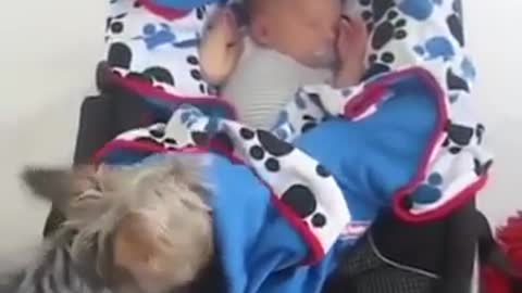 Perros cuidando bebés míralo no te lo pierdas