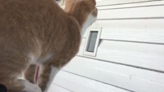Cat jumps to get a grasshopper