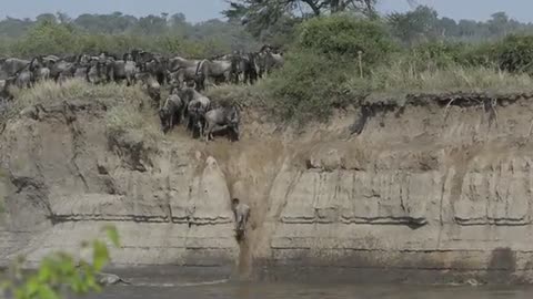 Wildebeest crossing Mara River