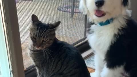 Good boy wants to be friends with kitty