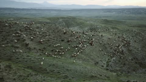 Flock of sheared sheep moving in mountains at sunset