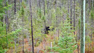 Moose encounter