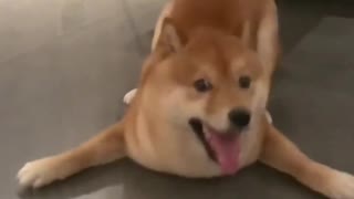 Shiba Inu