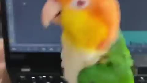 bird wants some attention and jumps around on keyboard.