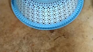 Kittens play inside the basket