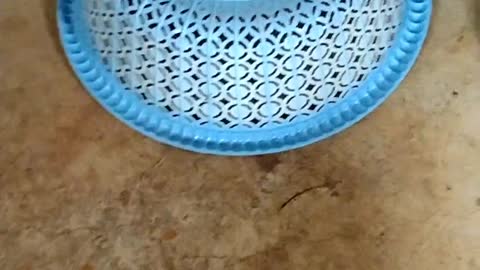 Kittens play inside the basket