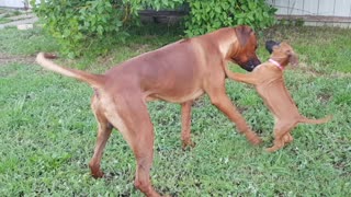 Rhodesian Ridgebacks Mister & Tickle: Little Puppy Bullies Big Dog