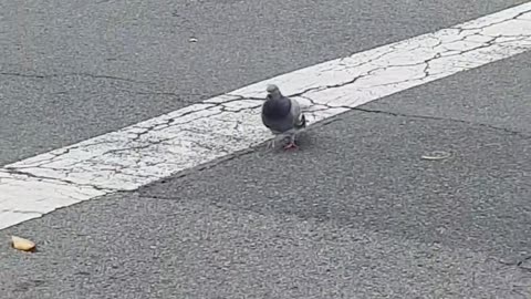 pigeon crossing the road