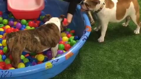 Dogs thrilled to play in mini pool ball pit