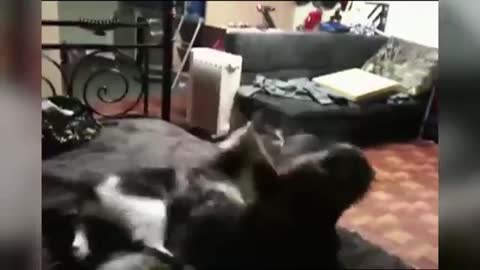 Epic Cats Fight! With Backfire