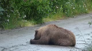 Where Bears and Humans Meet