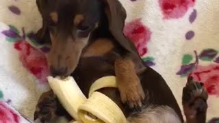 Tiny Dog Eats Banana