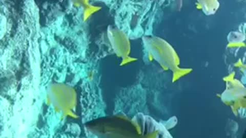 Fish fish swim in water🐟🐟🐟