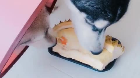 Husky stole durian