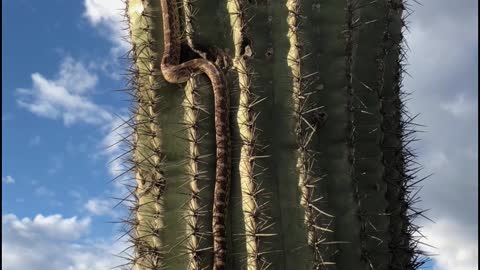 Snake in Saguaro