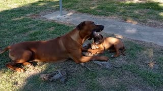 Rhodesian Ridgeback Dog & Pup Practice Their Fang Work