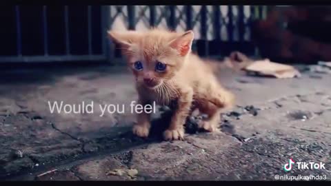 Cute Cat Like A Homeless Child