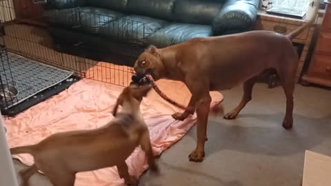 Smart Dog Uses Pup's Toy To Lure Her Off His Couch