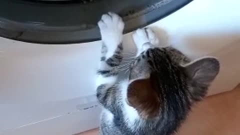 Curious Kitten Discovers Washing Machine