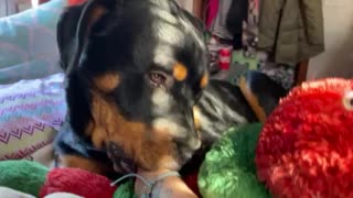 Baby Rottweiler Sucks Mama’s Thumb While Snuggling With Stuffed Caterpillar