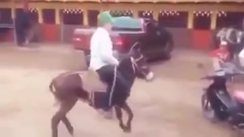 Watch this ass who tries to imitate the horse dance