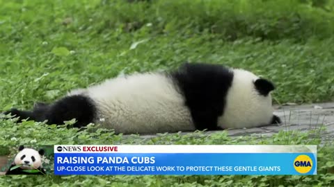 Inside the efforts to protect panda cubs ABC News