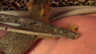Bobby squirrel pt 4