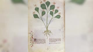 Book of Plants - Year 1400