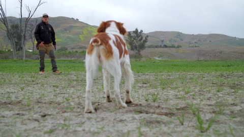 HUNTING WITH BRITTANY DOGS