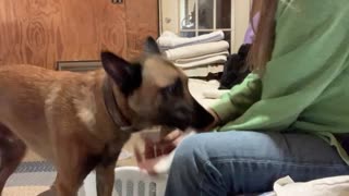 Belgian Malinois loves helping owner with laundry