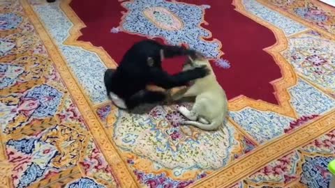 Adorable juego entre un chimpancé bebé y un cachorro de león