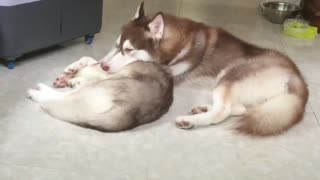 dog Cries from loss of his best friend