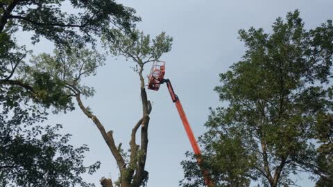 Tree Dismantling - Part 6