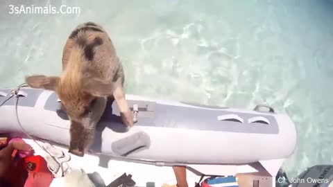 Hungry capybaras