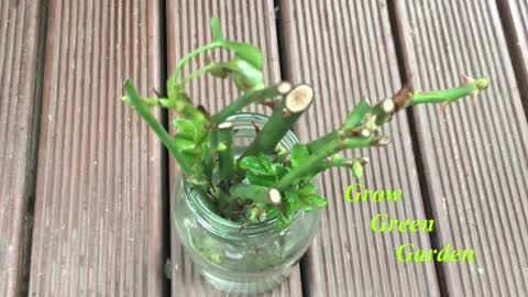 How to grow rose cuttings in water