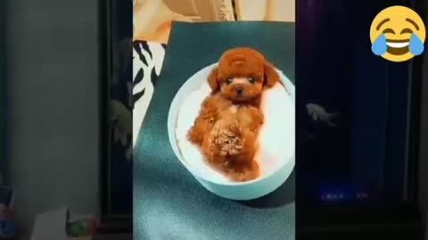 ESTE PERRITO ES MUY PEQUEÑO Y ADORABLE