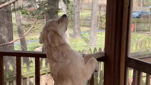 Friendly Doggy Comes Face to Face With Squirrel