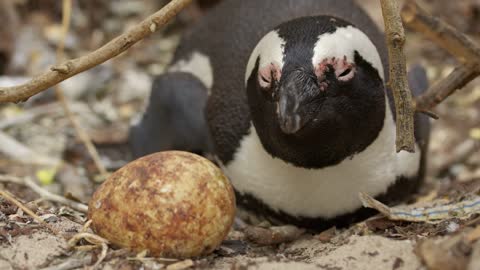 A chick of penguin with a few days near a egg. Closeup