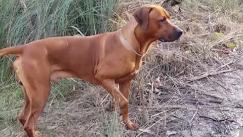 Rhodesian Ridgeback Dog Will Snorkel For Stick