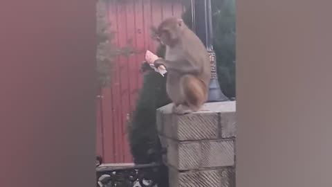 Funniest Monkey Videos 2024😅😂\\ Funny Animal Video