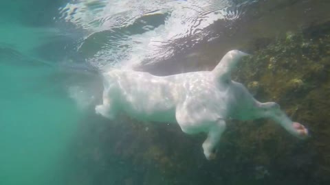 Jack Russel Terrier Dog Swimming Underwater