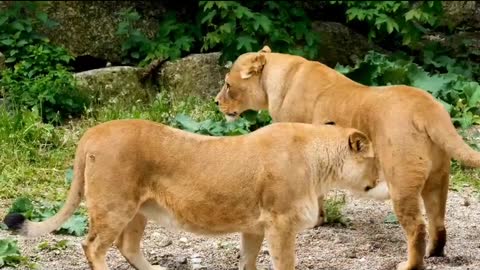 Lion Short Video _ Wildlife Animal