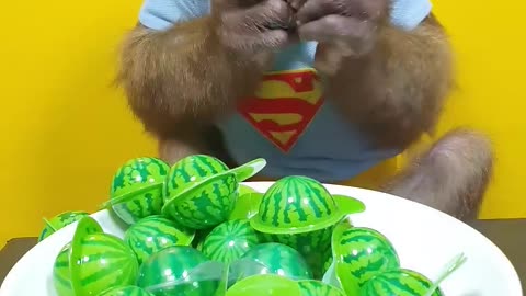 "Adorable Baby Monkey's Watermelon Candy Frenzy! 🍉🐒 #Shorts"