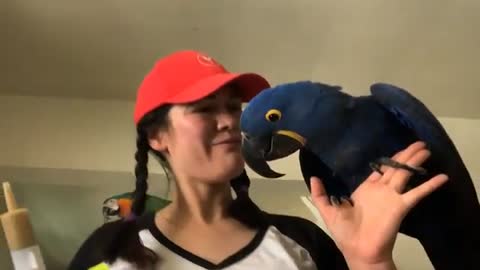 Parrot Training